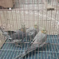 عروس هلندی