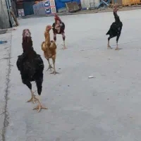 خروس مرغ لاری
