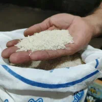 برنج هاشمی درجه یک سورتینگ