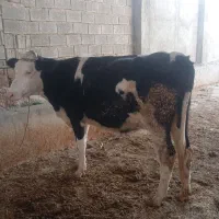 یک راس گاو شیری