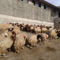 عمده فروشی تک فروشی گوسفندزنده میش وشیشک بز وتی بز|حیوانات مزرعه|خرمآباد, |دیوار