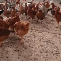 فروش جوجه های محلی