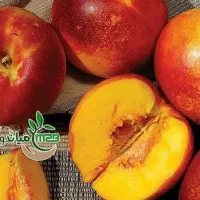 پیش فروش نهال شلیل مغان|خدمات باغبانی و درختکاری|سیوان, |دیوار