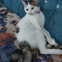 گربه ی خانگی