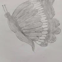 نقاشی پروانه طراحی