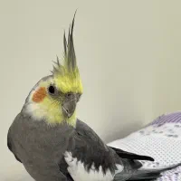 عروس هلندی نر سخنگو