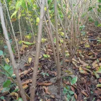 فروش انواع نهال|خدمات باغبانی و درختکاری|شهرکرد, |دیوار