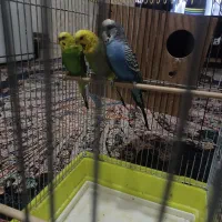 یه جفت مرغ عشق انگلیسی