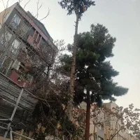 خرید چوب درخت وهرس درختان دراسرع وقت