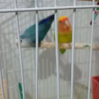 طوطی برزیلی جفت باقفس