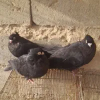 صرب|پرنده|لیلان, |دیوار