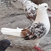 چند تاکفتر زیرکت راست تخته ای بنفش گمشده