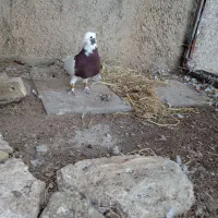 کفتربهبهونی طوق سرخ نر