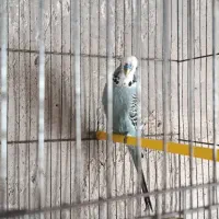 مرغ عشق نژاد دار