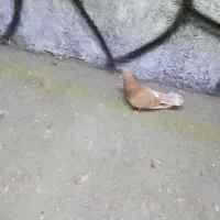 نر زرد روزگاری اصیل.