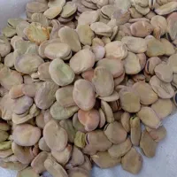باقالا باقالی طارم