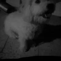 سگه بامزه بازی گوش