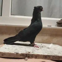 کبوتر چشم و نوک سفید|پرنده|میاندوآب, |دیوار