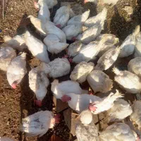 فروش مرغ تخمگذار قیمت ۱۳۰