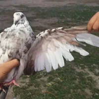 کبوتر|پرنده|آق قلا, |دیوار