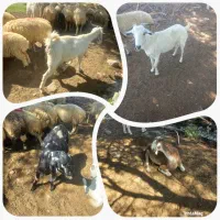 معامله بز  با گاو فاریاب