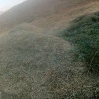 علف وکاه