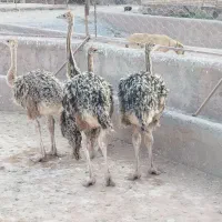جوجه شترمرغ بهترین نژاد برای پلوار قیمت استثنائی|حیوانات مزرعه|مشهد, امام رضا (ع)|دیوار