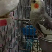 عروس هلندی مولد با سه جوجه|پرنده|هرسین, |دیوار