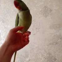 شاه طوطی اسکندری|پرنده|اردبیل, |دیوار