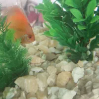 باسلام ماهی دیسکس فروشی است|ماهی|کاشمر, |دیوار