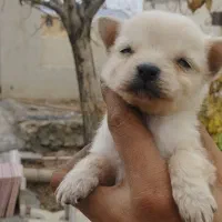 سگ پاکوتا پامرانین|سگ|تویسرکان, |دیوار