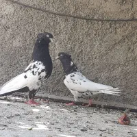دو جفت کله سیاه|پرنده|فسا, |دیوار