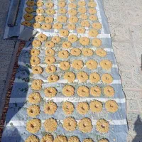 ترخینه دویینه و شلم