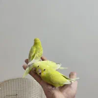 پنجتا تا مرغ عشق خونگی|پرنده|مشهد, فردوسی|دیوار