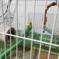 یک جفت مرغ عشق