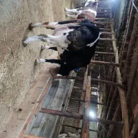 فروش گاو سیمینتال همراه با گوساله|حیوانات مزرعه|زیرآب, |دیوار