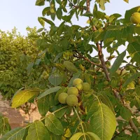 زمین خانه باغ