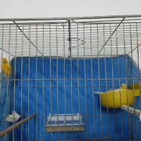 زرد نر و ماده مولد پنج تخم|پرنده|فولادشهر, زاینده رود|دیوار