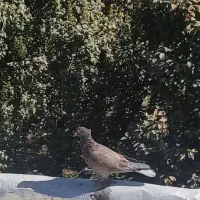 کفتر|پرنده|چهارباغ, |دیوار