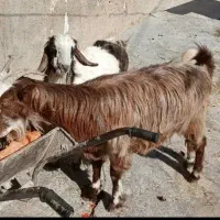 دو عدد بز و بزغاله جوان|حیوانات مزرعه|دالاهو, |دیوار