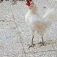 تک خروس گلین بدون غلط
