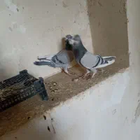 کبوتر پلاکی