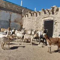 بز صلاله اهویی سومال|حیوانات مزرعه|تربتحیدریه, پائین ولایت|دیوار