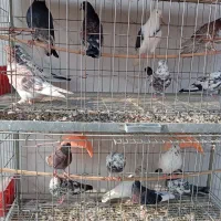 کبوتر پرشی و زینتی ولوازم|پرنده|دابودشت, |دیوار