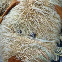 سگ بزرگ|اسباب‌‌بازی|بابل, |دیوار