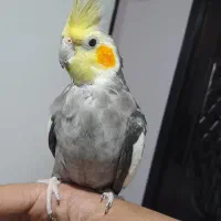 عروس هلندی معاوضه با طوطی