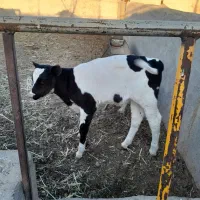 با سلام دو راس گوساله بفروش میرسد|حیوانات مزرعه|باشتین, |دیوار