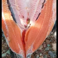 ماهی قزل آلا