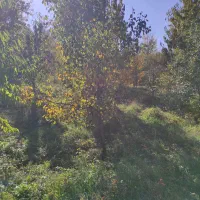 باغ در فیرورق