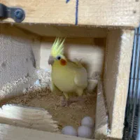 عروس هلندی مولد با تخم|پرنده|آستانه اشرفیه, |دیوار